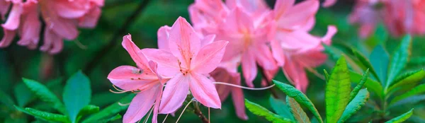 Rosa de coral rododendro japonés, exuberante floración en el vivero de rododendros. — Foto de Stock