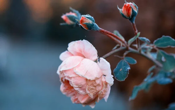 Hiver dans le jardin. Gelée sur les pétales d'une rose, la première gelée . — Photo