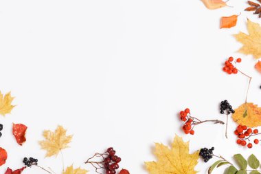 Sonbahar kompozisyonu. Beyaz arka planda sonbahar kurumuş çok renkli yapraklar ve böğürtlenlerden yapılmış çerçeve. Sonbahar, sonbahar konsepti.