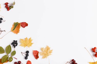 Sonbahar kompozisyonu. Beyaz arka planda sonbahar kurumuş çok renkli yapraklar ve böğürtlenlerden yapılmış çerçeve. Sonbahar, sonbahar konsepti.