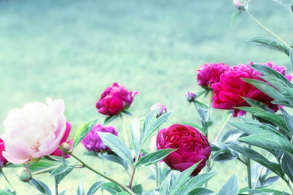 Beautiful pink and purple flowers peonies in garden close up. — Stock Photo, Image