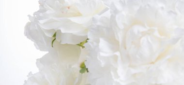 Romantik pankart, narin beyaz şakayık çiçekleri. Güzel kokulu pembe yapraklar.
