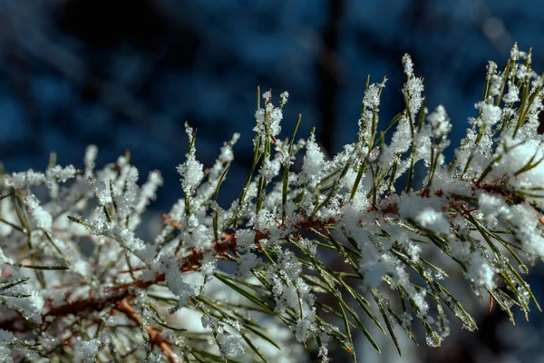 Smrková větev pokrytá sněhem na modrém pozadí, makro záběr. Sněhové vločky svítí a jiskří, přilepené ke každé jehle.. — Stock fotografie