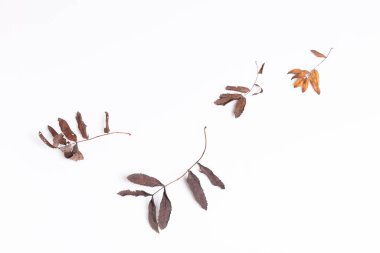 Düşen kuru sonbahar yaprakları ve beyaz arka planda böğürtlenlerin bileşimi