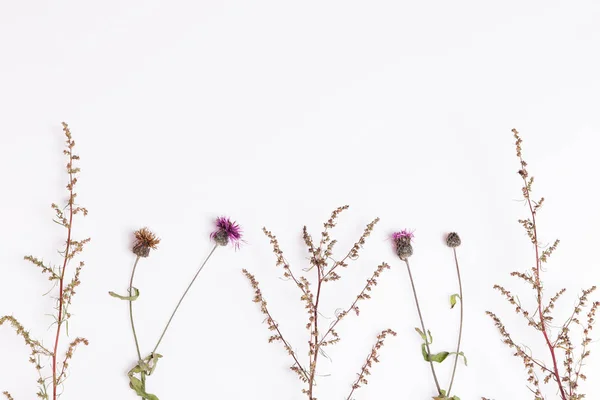 Conjunto de tres flores secas, aisladas . — Foto de Stock