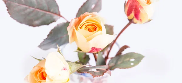 ガラス花瓶のオレンジのバラ。ロマンチックなバナー、着色効果. — ストック写真