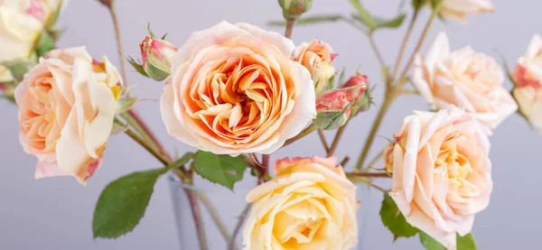 Rosas naranjas en jarrón de vidrio. Bandera romántica . — Foto de Stock