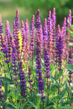 Salvia Nemorosa Caradonna Balkan Clary 'nin Köy Bahçesi' nde romantik bir kır tarzında geçmişi veya dokusu.
