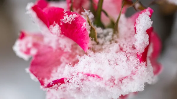 Winter in de tuin. Rijm op de bloembladeren van een roze roos, de eerste vorst. — Stockfoto