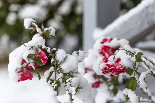 Winter in the garden. Hoarfrost on the petals of a pink rose, the first frost. — Stock Photo, Image