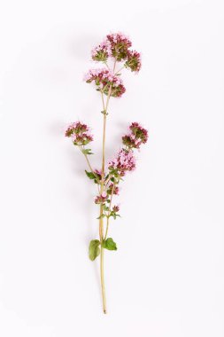 Beyaz arka planda izole edilmiş taze marjoram bitkisi.