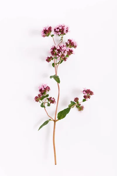 Fresh marjoram herb isolated on the white background, top view — Stockfoto