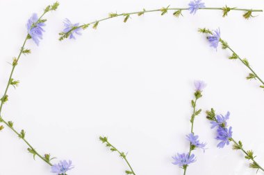 Cichorium intybus - beyaz arkaplanda izole edilmiş yaygın hindiba çiçekleri