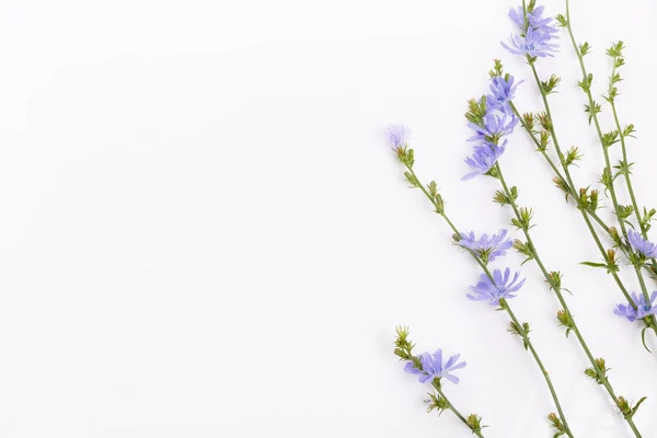 Цикориум intybus - общие цикорий цветы изолированы на белом фоне — стоковое фото