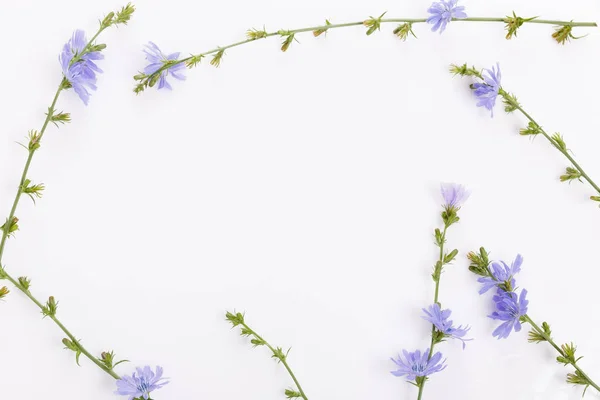 Cichorium intybus - gewone cichorei bloemen geïsoleerd op de witte achtergrond — Stockfoto