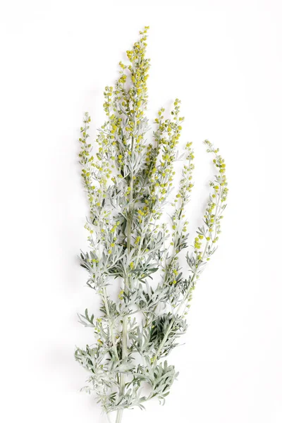 Medicinale kruiden, Sagebrush, Artemisia, Bijvoet op een witte achtergrond. — Stockfoto