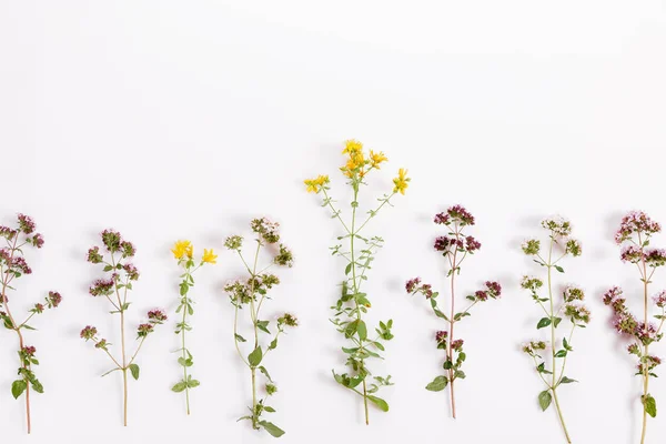 各种草本植物和花，白色背景，顶部视图，花边 — 图库照片