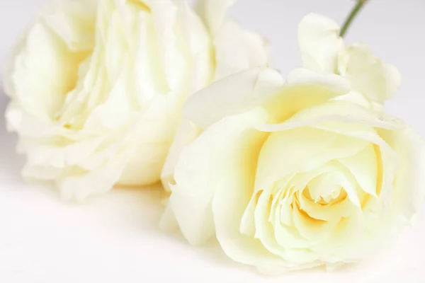Bandera romántica, delicadas rosas blancas flores de cerca. Crema fragante pétalos amarillos — Foto de Stock