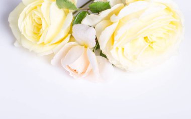 Romantik pankart, narin beyaz güller, yakın plan çiçekler. Kokulu sarı taç yaprakları