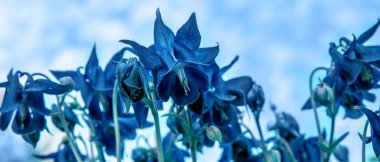 Klasik mavi çiçekleri olan güzel bir çayır. Bahar ya da yaz çiçekleri kapanıyor. Sağlık hizmeti konsepti. Alternatif tıp. Yılın Rengi 2020 Klasik Mavi