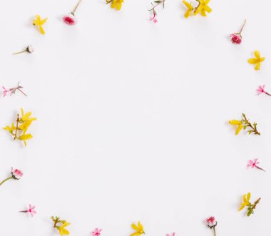 Bahar küçük pembe sarı çiçekler, beyaz arka planda izole papatya, çerçeve.