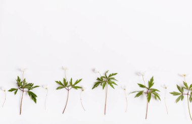 Bahar küçük beyaz çiçekler, şakayık nemorosa. Vahşi bahar Anemone, beyaz arka planda izole edilmiş..