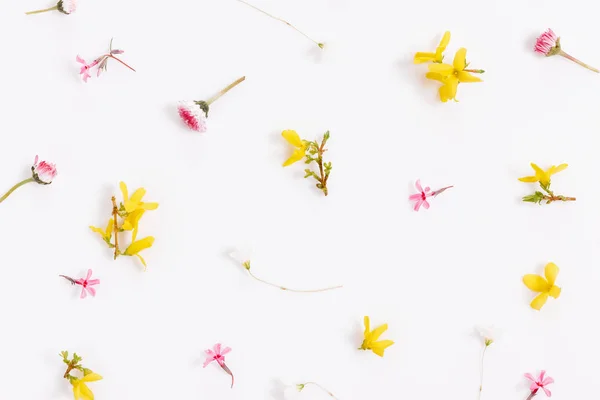 Lente kleine roze gele bloemen, madeliefje geïsoleerd op witte achtergrond, frame. — Stockfoto