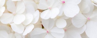 Beyaz ortanca çiçekleri panoramik sınır, pankart, düğün romantik arka plan. Düz yatıyordu.