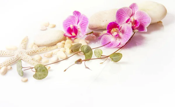 Fondo de spa con piedras y orquídea púrpura aislada en blanco — Foto de Stock