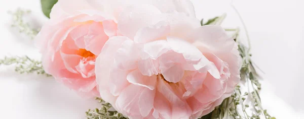 Bandera romántica, delicadas rosas blancas flores de cerca. Crema fragante pétalos rosados —  Fotos de Stock