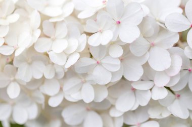 Beyaz ortanca çiçekleri panoramik sınır, pankart, düğün romantik arka plan. Düz yatıyordu.