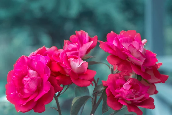 花园中美丽的粉红色玫瑰,近在咫尺. 着色效果 — 图库照片