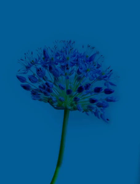 Classic blue backrgound. Closeup shot of tropical plant in classic blue color. Color of the year 2020