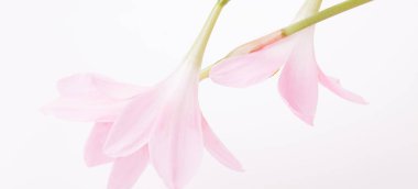 Romantik pankart, narin pembe Zephyranthes çiçekleri yakın plan. Güzel kokulu pembe taç yaprakları