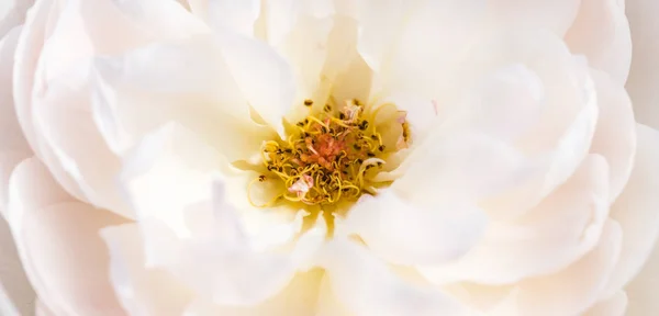 Romantic banner, delicate white roses flowers close-up. Fragrant crem pink petals