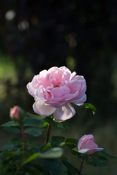 Belle rose rose, photographiée dans le jardin. — Photo