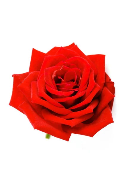 Red rose head isolated on white background — Stock Photo, Image