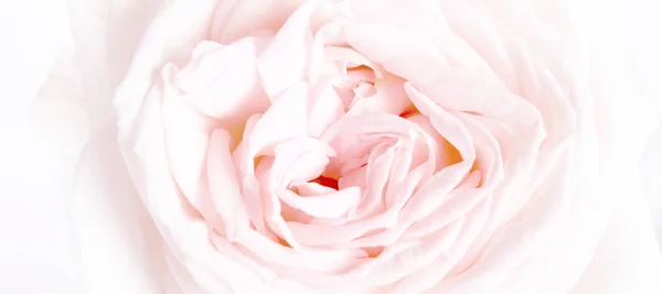 Bandera romántica, delicadas rosas blancas flores de cerca. Crema fragante pétalos rosados — Foto de Stock