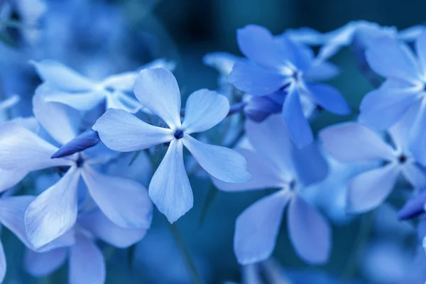 Phlox divaricata - william doce selvagem - phlox floresta - phlox azul selvagem — Fotografia de Stock