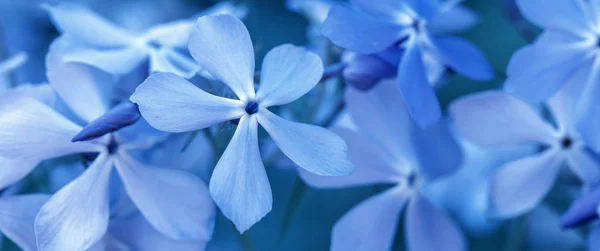 Phlox divaricata - william doce selvagem - phlox floresta - phlox azul selvagem — Fotografia de Stock