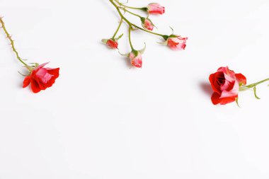 Beyaz arka planda şenlikli çiçek kompozisyonu. Genel Görünüm