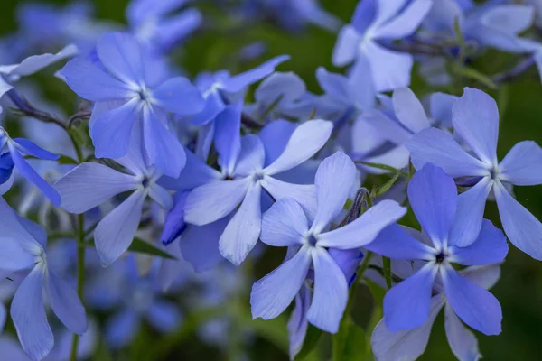 Phlox divaricata - vad édes William - erdei phlox - vad kék phlox — Stock Fotó