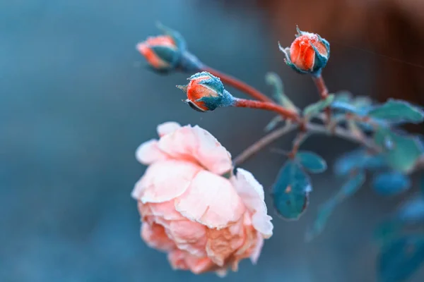 Zima w ogrodzie. Szron na płatki różowych róż, pierwszych przymrozków. — Zdjęcie stockowe