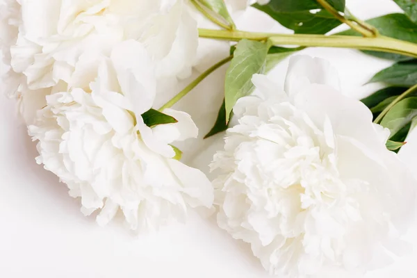 Romantic banner, delicate white peonies flowers close-up. Fragrant pink petals