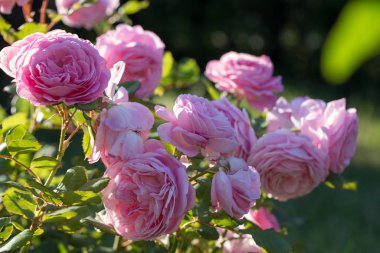 Güneşli bir günde güzel pembe bir gül