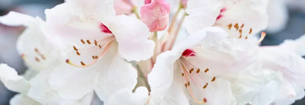 Flores brancas azálea fronteira panorâmica, banner, casamento fundo romântico. Depósito plano . — Fotografia de Stock