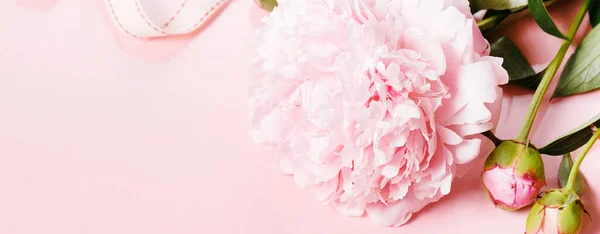 Romantic banner, delicate white peonies flowers close-up. Fragrant pink petals