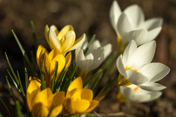 Croces amarillos y blancos en el sol de primavera —  Fotos de Stock