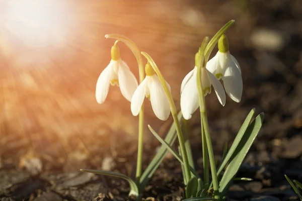Первые весенние цветы белый подснежник или обычный подснежник Galanthus nivalis в весенний солнечный свет — стоковое фото