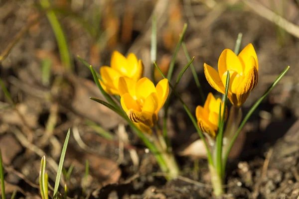 Yellow crocuses in the spring sunshine, shallow depth of field — Stock Photo, Image